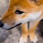 犬と生活することのススメ