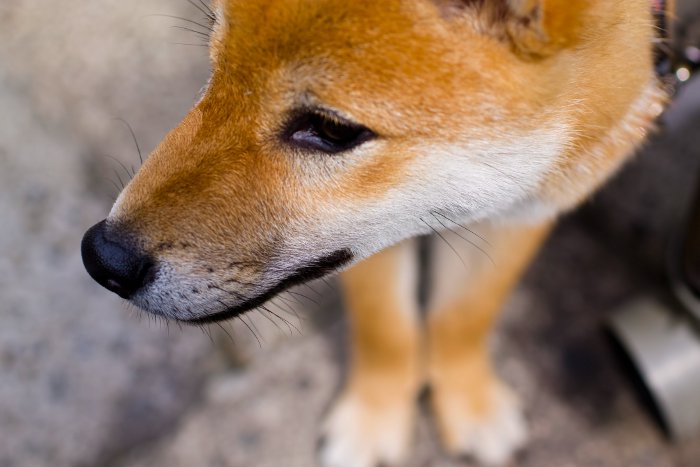 柴犬